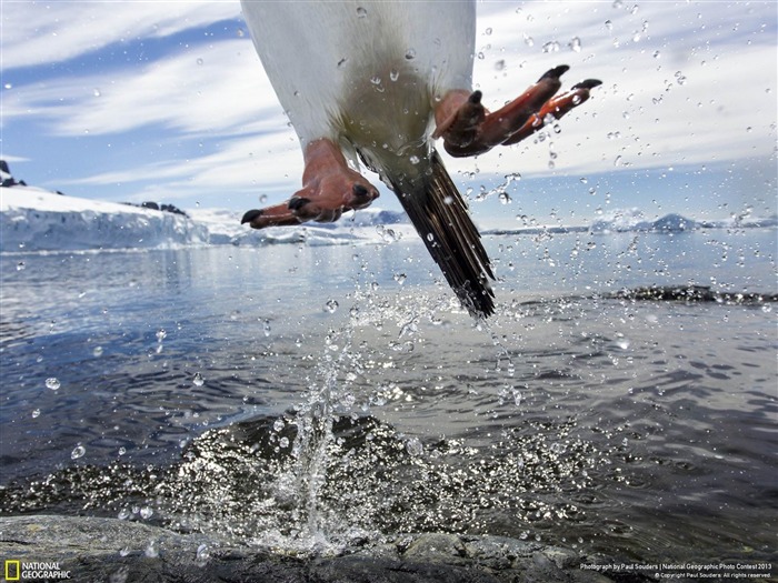 Leaping Penguin Antarctica-National Geographic Wallpaper Views:8460 Date:2013/12/21 8:07:48