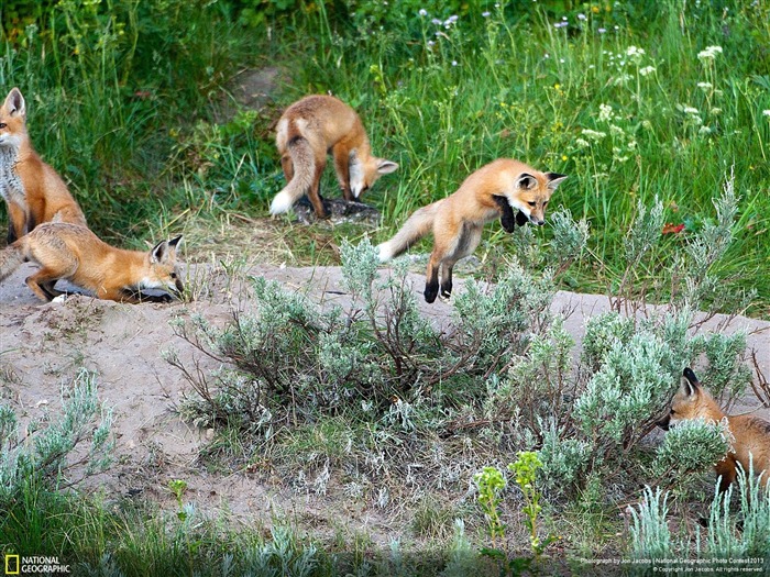 matin Frolics-National Geographic fond d'écran Vues:8796