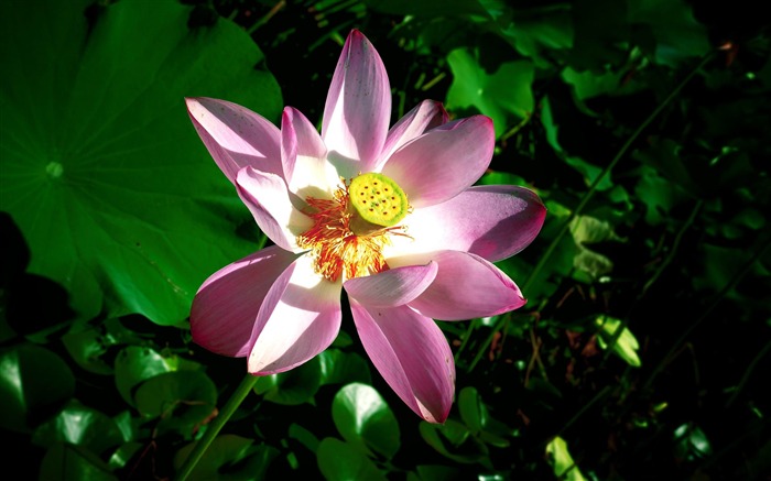 Summer pink lotus-Photography HD Wallpaper Views:8278 Date:2013/12/15 0:42:36