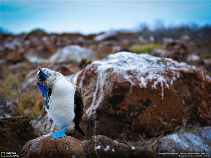 The Booby Dance-National Geographic Wallpapers Views:8208 Date:2013/12/21 8:11:20