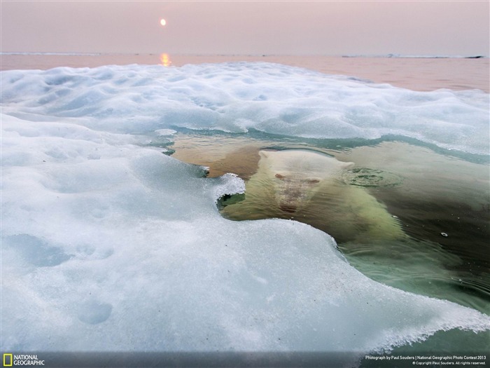 The Ice Bear-National Geographic Wallpapers Views:7671 Date:2013/12/21 8:13:17