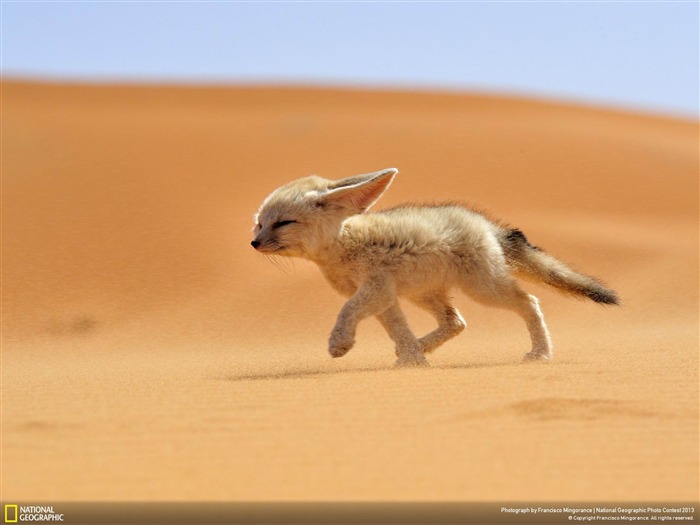 The soul of the desert-National Geographic Wallpapers Views:8842 Date:2013/12/21 8:13:46