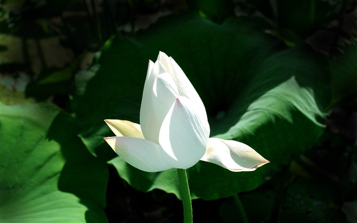 White Lotus-Photography HD Wallpaper Views:12779 Date:2013/12/15 0:39:28