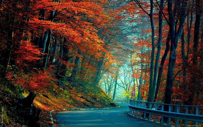 Autumn road leaves-Pictures HD Wallpaper Visualizações:12978