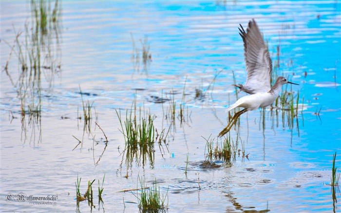 pájaro lago-ALTA calidad de fondo de pantalla Vistas:8663