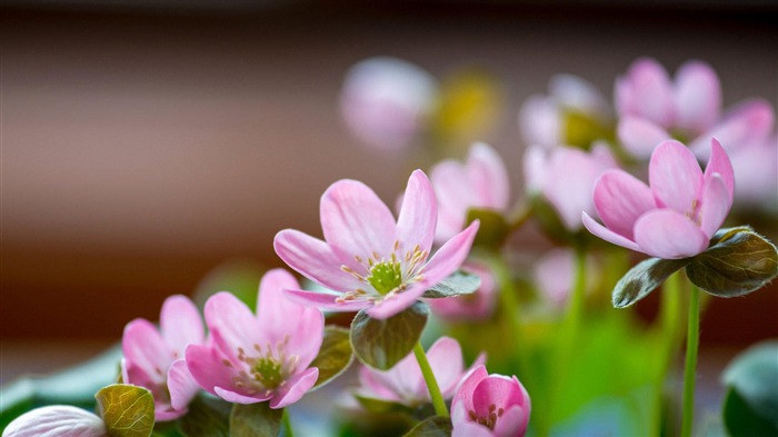 blooming flowers plants Macro photography wallpaper 01 Views:7726 Date:2013/12/19 8:34:54