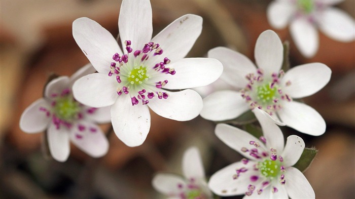 blooming flowers plants Macro photography wallpaper 02 Views:7436 Date:2013/12/19 8:35:32