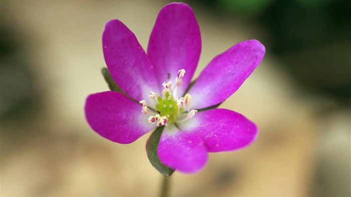 blooming flowers plants Macro photography wallpaper 03 Views:6864 Date:2013/12/19 8:36:06