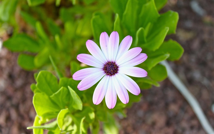 blooming flowers plants Macro photography wallpaper 04 Views:7020 Date:2013/12/19 8:36:40