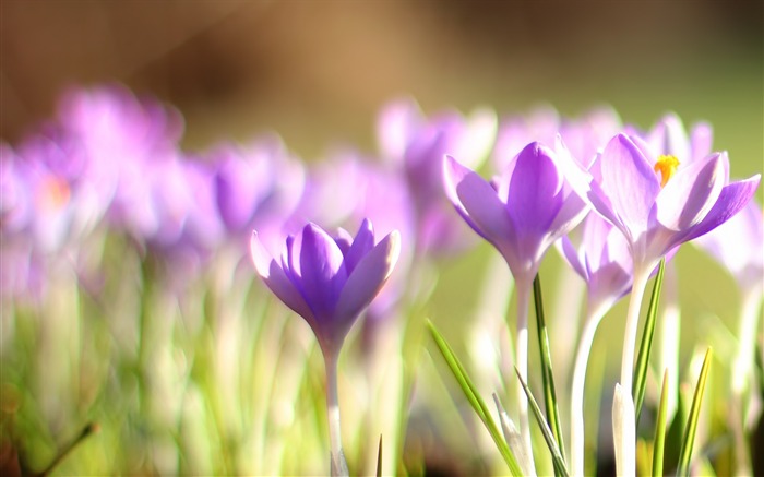 blooming flowers plants Macro photography wallpaper 12 Views:7400 Date:2013/12/19 8:41:07