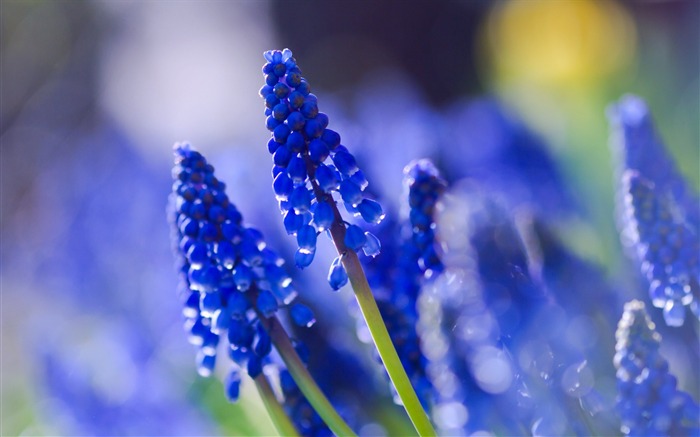 flores florescendo plantas Papéis de parede da macro fotografia 15 Visualizações:7413