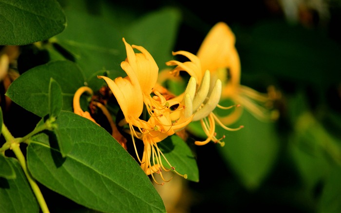 flores florescendo plantas Macro fotografia papel de parede 18 Visualizações:5812