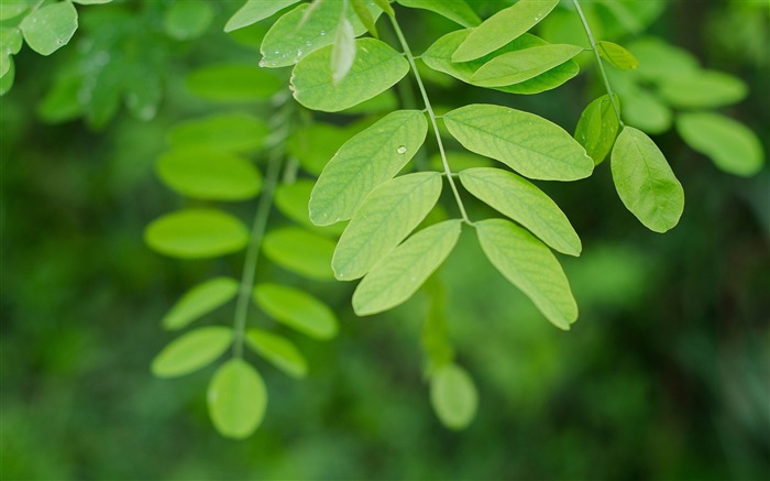 branch leaves macro-photography HD wallpaper Views:8966 Date:2013/12/10 7:25:01