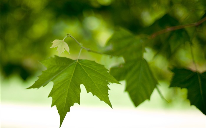 branch leaves spring green macro-photography HD wallpaper Views:8026 Date:2013/12/10 7:25:28