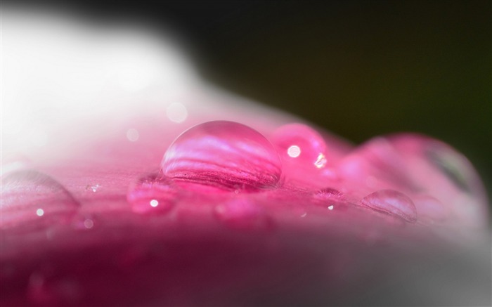 gota de cor-de-rosa planta-fotografia papel de parede HD Visualizações:9414