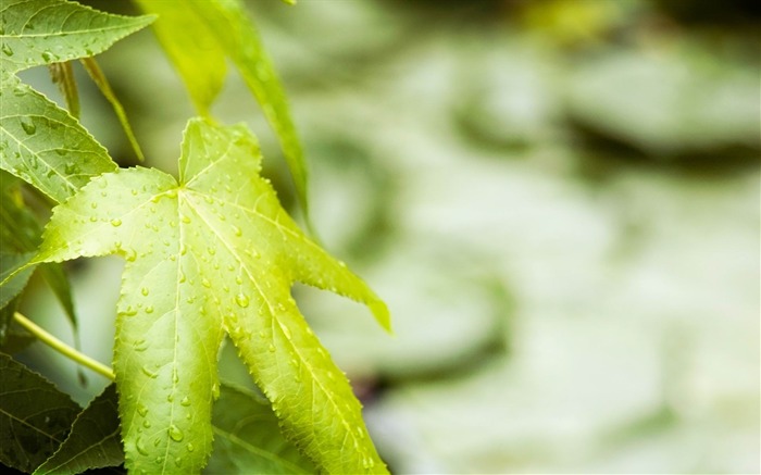 drops leaf green veins foreground-Photography HD Wallpaper Views:8335 Date:2013/12/15 0:44:57