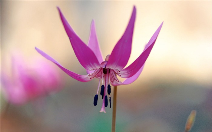 plantações de pétalas de flores papel de parede rosa-fotografia HD Visualizações:9543