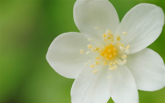 flower petals white plant-photography HD wallpaper Views:7872 Date:2013/12/10 7:28:17