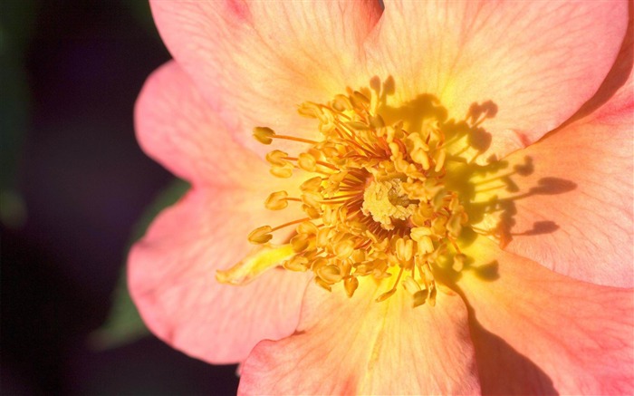 flower stamens bright pink-photography HD wallpaper Views:7729 Date:2013/12/10 7:29:04