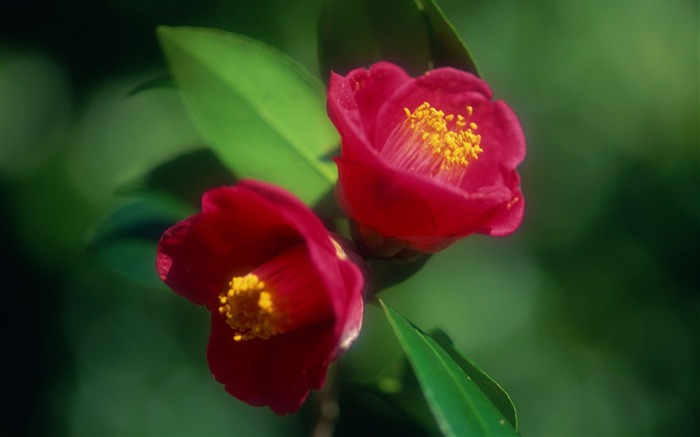 flowers buds pear leaves-photography HD wallpaper Views:8335 Date:2013/12/10 7:29:56