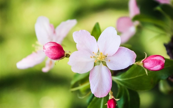 pétalas de flores rosa flor-fotografia papel de parede HD Visualizações:9365