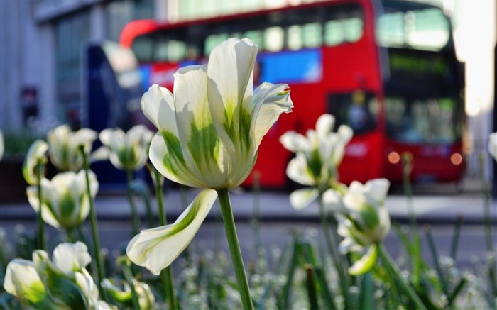 flowers tulips white-Photography HD Wallpaper Views:8055 Date:2013/12/15 0:45:31