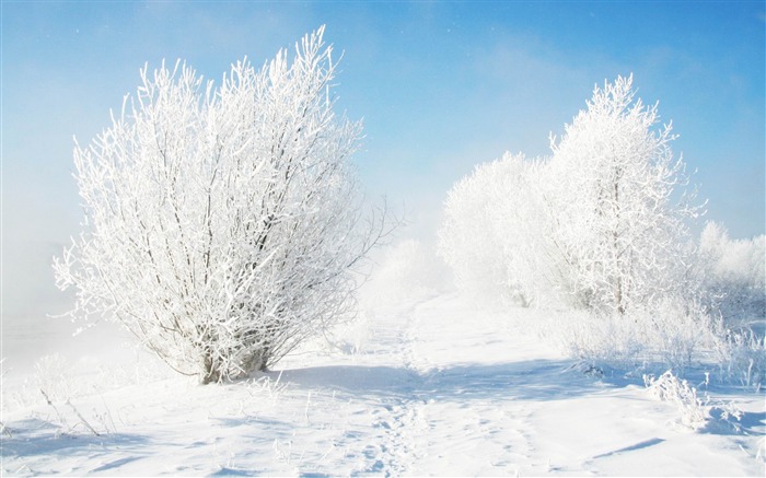 arbustos congelados - Wallpapers de paisagem HD Visualizações:10833