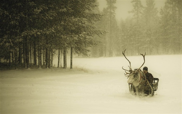 Lapland reindeer ride-Paisagem HD Wallpapers Visualizações:10307