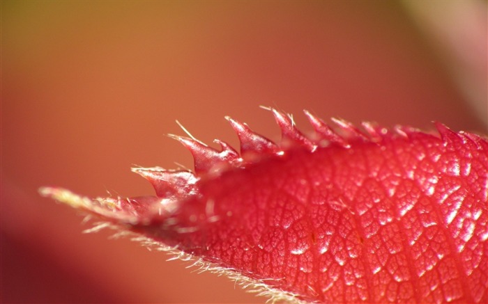 leaf carved red-photography HD wallpaper Views:7422 Date:2013/12/10 7:31:27