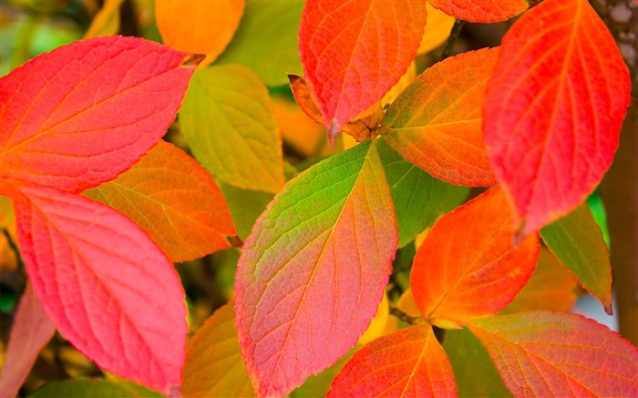 leaves autumn spots-Photography HD Wallpapers Views:8166 Date:2013/12/15 0:47:46