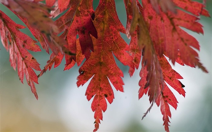 leaves autumn spots-photography HD wallpaper Views:7334 Date:2013/12/10 7:32:10