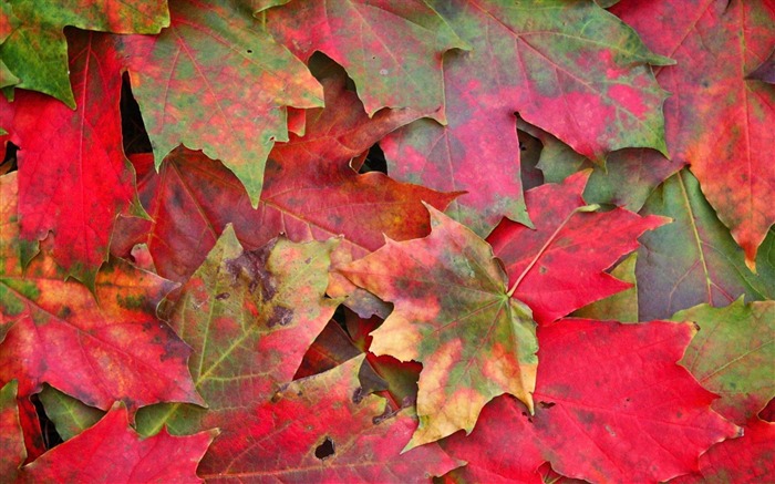 leaves autumn stains close-up-photography HD wallpaper Views:7267 Date:2013/12/10 7:32:41