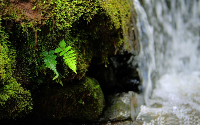 laisse dans la cascade-Haute Qualité Fond d'écran Vues:7569