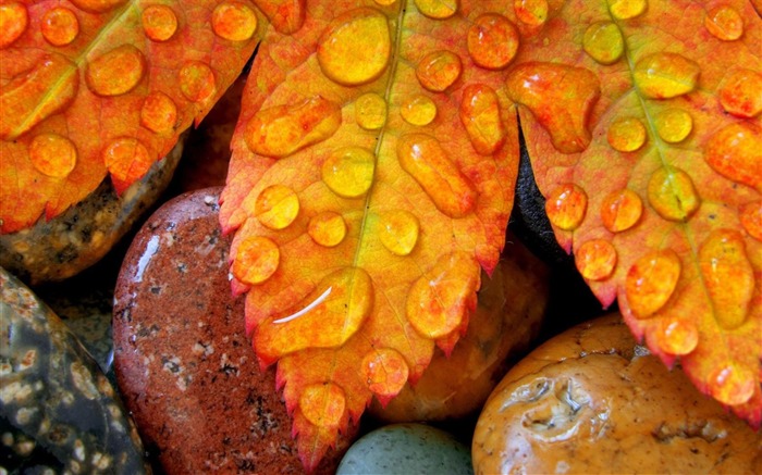 leaves maple drops-Photography HD Wallpaper Views:8189 Date:2013/12/15 0:48:24