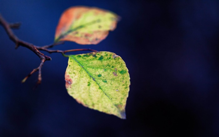 leaves spots branch-photography HD wallpaper Views:7540 Date:2013/12/10 7:33:18