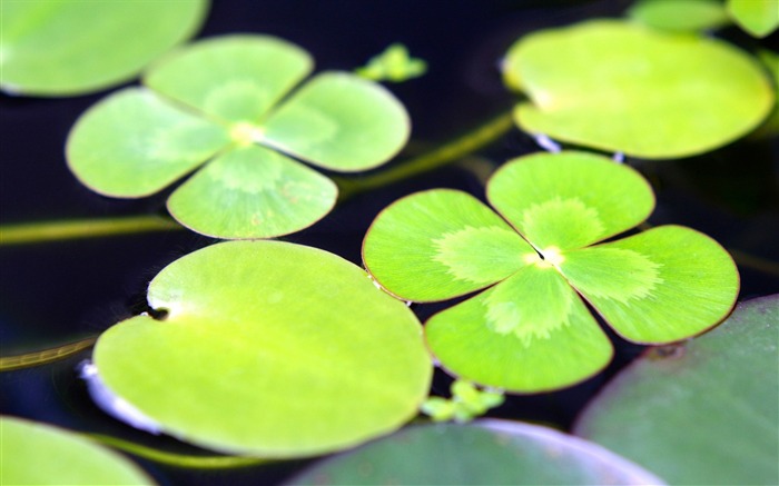 leaves water swim-photography HD wallpaper Views:7559 Date:2013/12/10 7:34:30