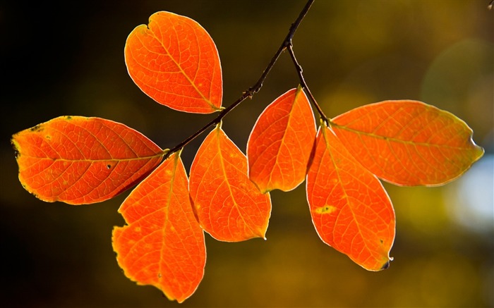 leaves yellow autumn branch-photography HD wallpaper Views:7684 Date:2013/12/10 7:35:15