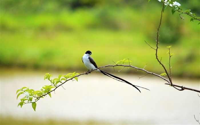 Fondo de pantalla de alta calidad de aves de cola larga Vistas:12575