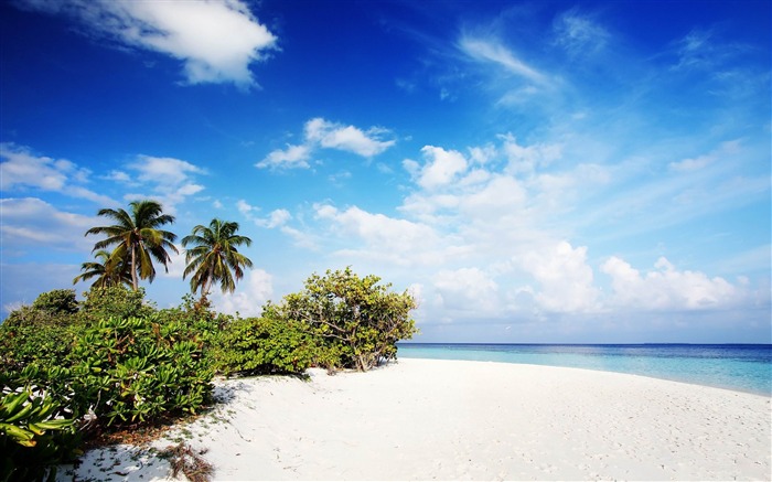 sable maldives arbres plage de palmiers-Paysage HD Fonds d'écran Vues:11350