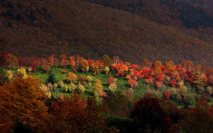 árvores de montanhas outono-cenário HD Wallpaper Visualizações:8061