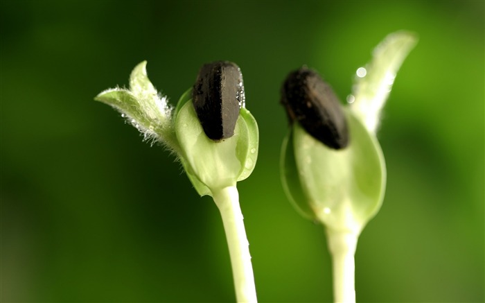 planta flor estame-fotografia papel de parede HD Visualizações:7201