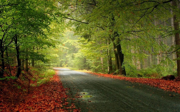 Folhagem das árvores da estrada caída - Imagens HD Wallpaper Visualizações:10558