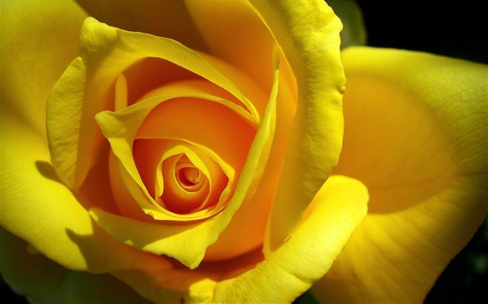 rose yellow bud pétalas-fotografia HD wallpaper Visualizações:7412