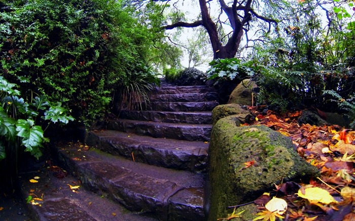 escadaria folhagem árvores musgo outono-cenário HD papel de parede Visualizações:9271