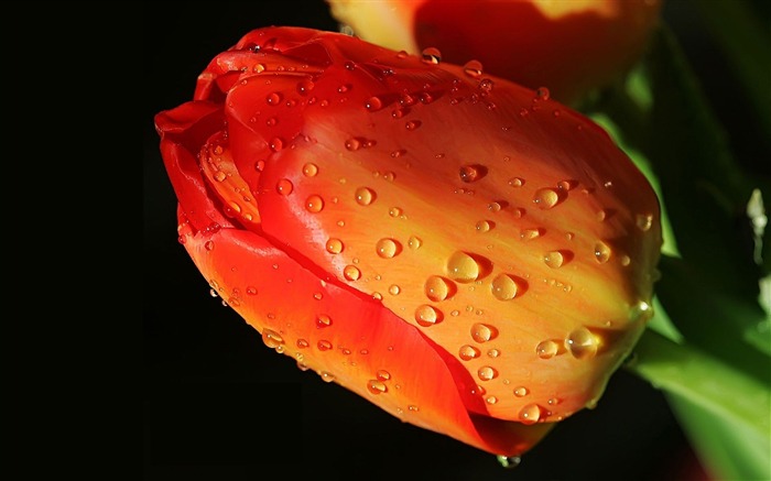 tulip flower bud drops-photography HD wallpaper Views:7039 Date:2013/12/10 7:37:50