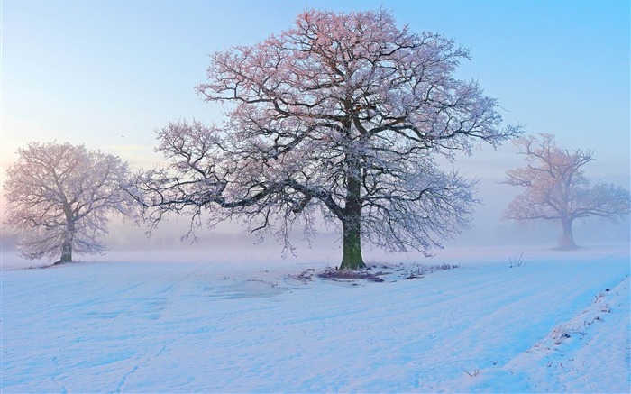 matin d'hiver-Paysage HD Fond d'écran Vues:9753