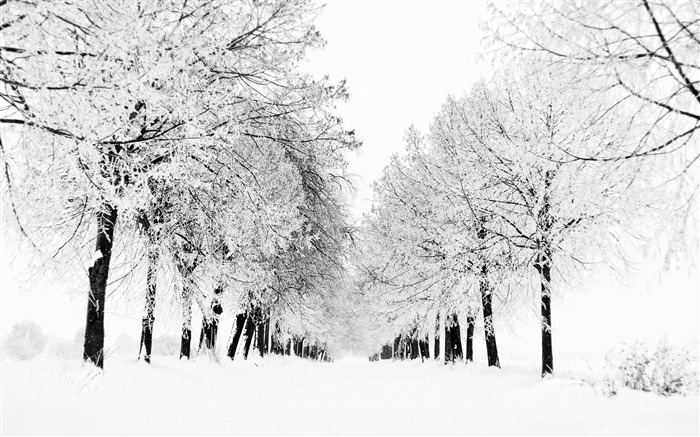 saison d'hiver-Paysage HD Fond d'écran Vues:8688