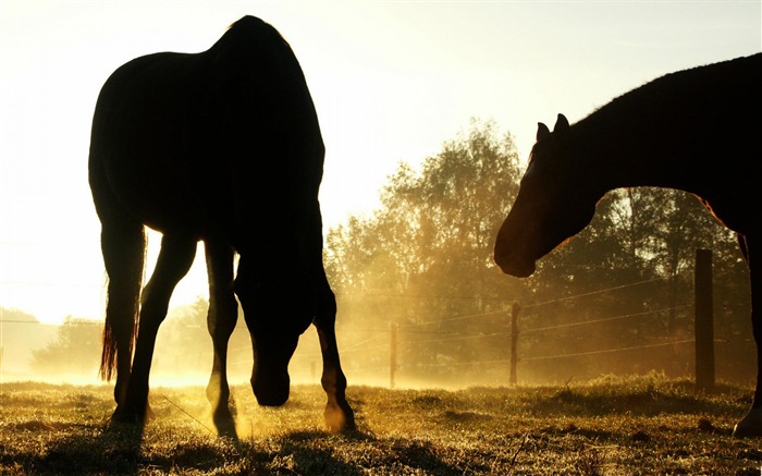 2014 Chinese New Year of the Horse Wallpaper 23 Views:6226 Date:2014/1/30 3:09:53