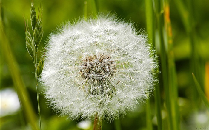 Dandelion-Windows HD Wallpaper Visualizações:9383