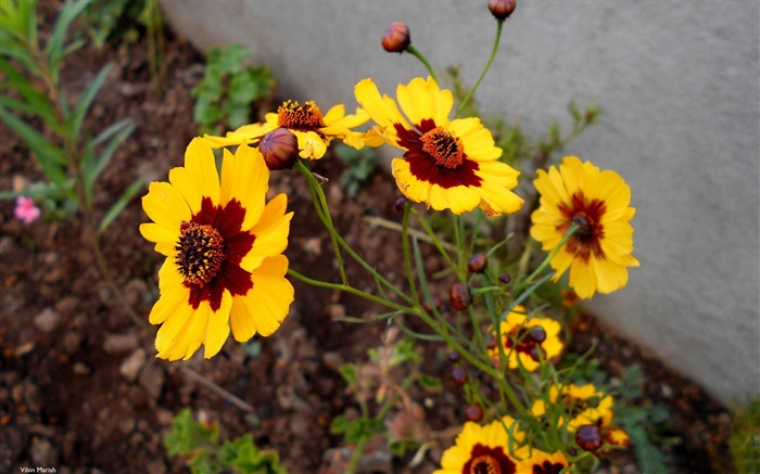 Yellow wildflowers-Plants HD Photo Wallpaper Views:7699 Date:2014/1/18 7:47:52